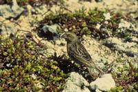 Telespiza cantans - Laysan Finch