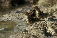 Serinus serinus - European Serin