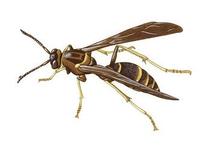 Image of: Polistes fuscatus