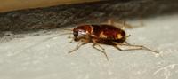 Image of: Supella longipalpa