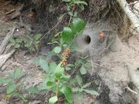 Image of: Agelenidae (funnel weavers)