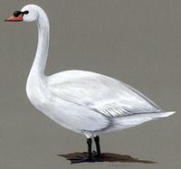 Image of: Cygnus olor (mute swan)
