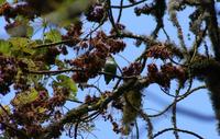 Image of: Pseudocalyptomena graueri (Grauer's broadbill)