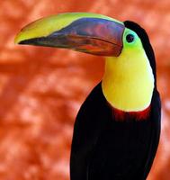 Image of: Ramphastos ambiguus (black-mandibled toucan)