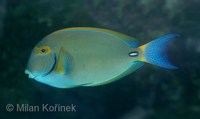 Acanthurus dussumieri - Eyestripe Surgeonfish