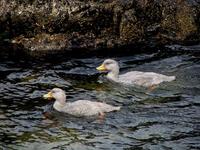 Image of: Tachyeres pteneres (flightless steamerduck)