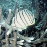 Image of: Chaetodon octofasciatus (rightbanded butterflyfish)