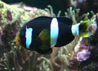 Amphiprion clarkii - Yellowtail clownfish