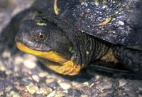 Image of: Emydoidea blandingii (Blanding's turtle)