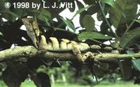 Image of: Enyalius leechii