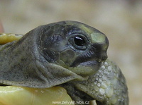 Testudo hermanni boettgeri