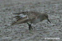 White-rumped Sandpiper - Calidris fuscicollis