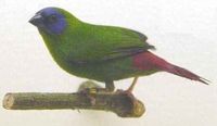 Blue-faced Parrotfinch - Erythrura trichroa