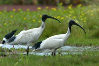 Australian White Ibis