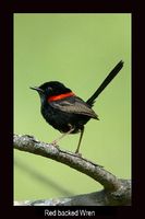 Red backed Fairy-wren