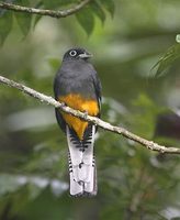 White-tailed Trogon (Trogon viridis) photo