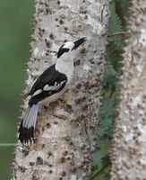 Hook-billed Vanga (Vanga curvirostris) photo