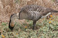 Hawaiian Goose - Branta sandvicensis