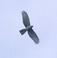 African Cuckoo-Hawk - Aviceda cuculoides