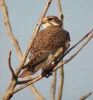 Prairie Falcon - Falco mexicanus