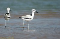 Crab Plover - Dromas ardeola