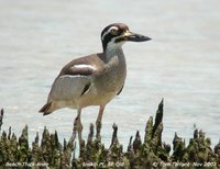 Beach Thick-knee - Burhinus magnirostris