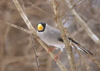 Japanese Grosbeak (Euphona personata) photo