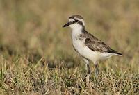 St. Helena Plover (Charadrius sanctaehelenae) photo