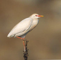 Cattle Egret (Bubulcus ibis) photo