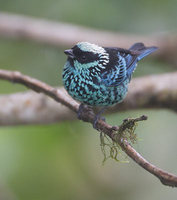 Beryl-spangled Tanager (Tangara nigroviridis) photo