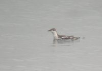 Long-billed Murrelet - Brachyramphus perdix