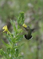 Ruby-throated Hummingbird - Archilochus colubris