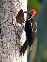 Lineated Woodpecker - Dryocopus lineatus