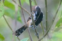 Rusty-backed Antwren - Formicivora rufa