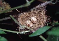 Golden-collared Manakin - Manacus vitellinus