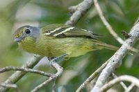 Wing-barred Piprites - Piprites chloris