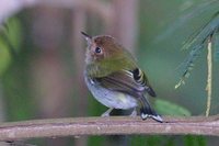 Fork-tailed Tody-Tyrant - Hemitriccus furcatus