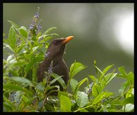 Great Thrush - Turdus fuscater