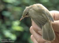 Eurasian Reed-Warbler - Acrocephalus scirpaceus