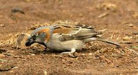 Kenya Rufous Sparrow - Passer rufocinctus