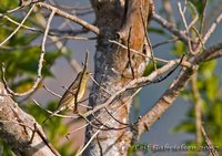 Yellow Bunting - Emberiza sulphurata