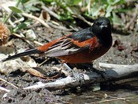 Orchard Oriole - Icterus spurius