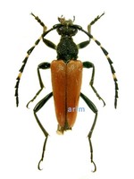 알락수염붉은산꽃하늘소 - Corymbia variicornis