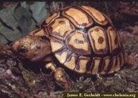 Leopard Tortoise, Geochelone pardalis babcocki