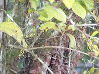 nest of a tropical mockingbird, chuchubi
