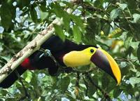 Chestnut-mandibled Toucan front-side  