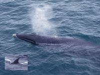 Sei whale