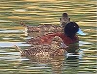 Blue-billed Ducks