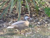 BAHAMA PINTAIL