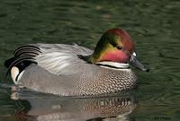 Falcated Duck,San Diego, CA